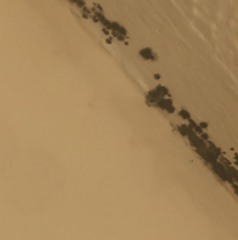 AIBU thinking my sisters landlord should sort this? Pics included. 