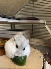 The reasons my husband gave for not getting a pet