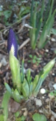Spring and Summer Bulbs 2023