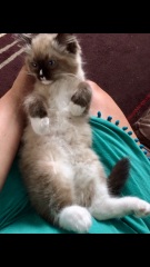 Does anyone have a ragdoll?