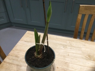 Who'd like an Amaryllis (Hippeastrum) thread?