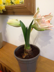 Who'd like an Amaryllis (Hippeastrum) thread?