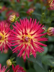Who’s growing Dahlias this year