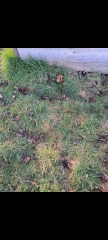 Tufty, clumpy grass paths 
