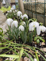 Spring things that you can look forward to in the next few weeks