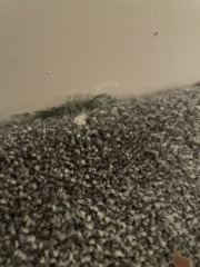 Damp/mold/condensation