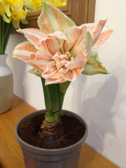 Who'd like an Amaryllis (Hippeastrum) thread?
