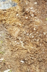 Seem to have hit bedrock while digging up border. Drill?