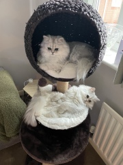 Hundreds of cats, thousands of cats, millions and billions and trillions of cats