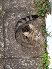 Thug cat part 5 - For he will not do destruction, if he is well-fed, neither will he spit without provocation.
