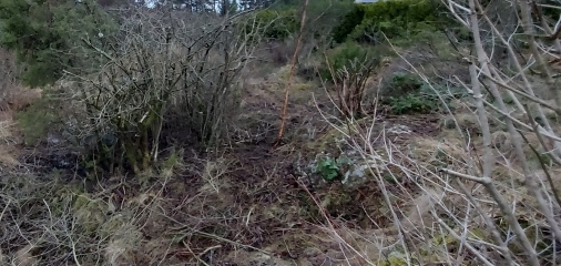 Land overgrown with grass