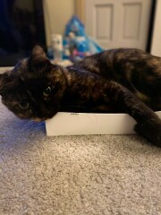 Cat Appreciation Post