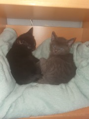 New kittens!!
