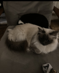 Does anyone have a ragdoll?