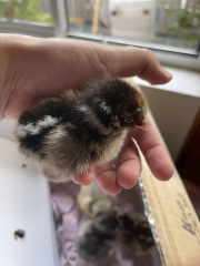 Frugal Friends Fearlessly Facing February.