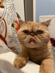 Sicky Cheddar.