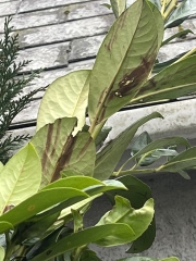 New Cherry Laurel Health Question