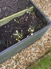 Excited by the buds appearing in my garden… any ideas?