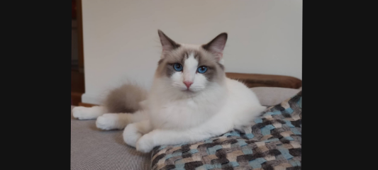 Ragdoll  rescue cat - what do I need?