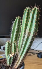 Cactus: battle-scarred or diseased?
