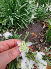 Snowdrop ID 