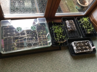 The Vegetable Patch Mark 2
