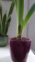 Who'd like an Amaryllis (Hippeastrum) thread?