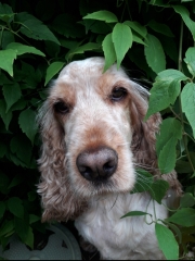 Are show cocker spaniels nice natured?
