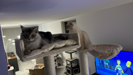 Sturdy scratching post