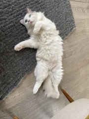 Does anyone have a ragdoll?