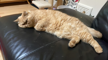 Sicky Cheddar.