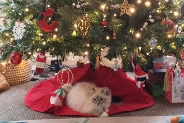 Does anyone have a ragdoll?