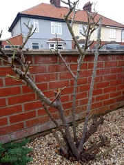 How much to cut back old woody rose? Pic attached