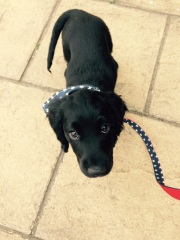 Are show cocker spaniels nice natured?