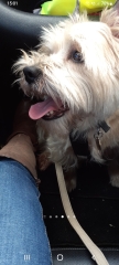 To ask to see your pets? 
