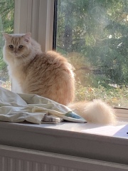 Ragdoll  rescue cat - what do I need?