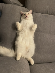 Does anyone have a ragdoll?