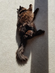 Hundreds of cats, thousands of cats, millions and billions and trillions of cats
