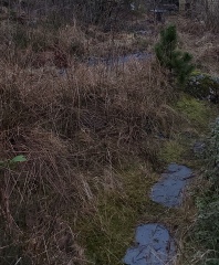 Land overgrown with grass