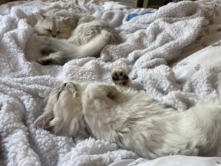 Sleepy kitten cuddles 