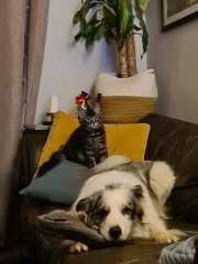 Please help - kitten won't stop chasing the dogs