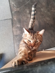 Thug cat part 4.  After all, it's not my Axminster.