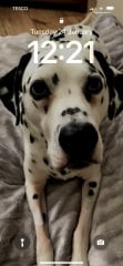 Said goodbye to my soul dog