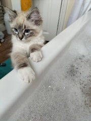 Does anyone have a ragdoll?