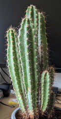 Cactus: battle-scarred or diseased?