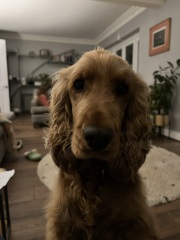 Are show cocker spaniels nice natured?