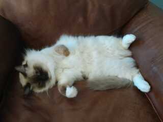 Does anyone have a ragdoll?