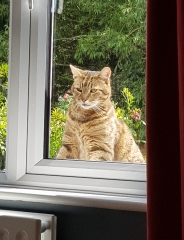 Thug cat part 5 - For he will not do destruction, if he is well-fed, neither will he spit without provocation.
