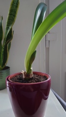 Who'd like an Amaryllis (Hippeastrum) thread?