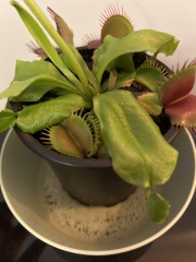 What's going on with my Venus?